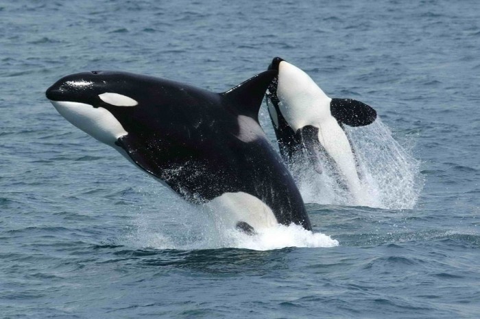 Wikipedia's photograph of two (real) orca whales leaping above the water's surface.